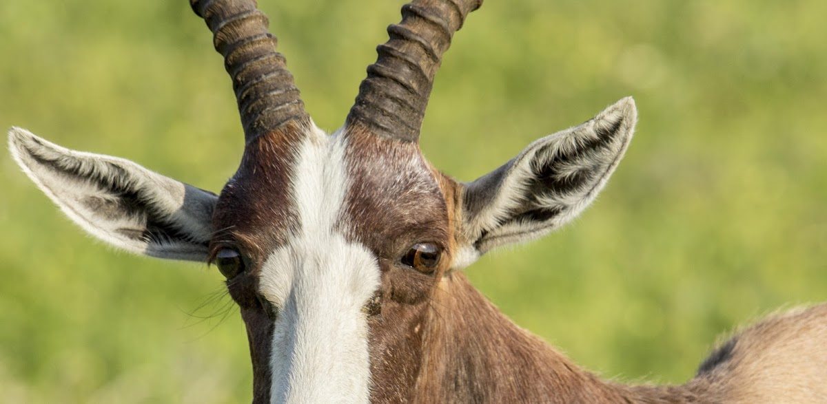 Un des animaux à observer : le damalisque à front blanc.