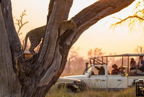 Un léopard au coucher du soleil dans le Delta de l'Okavango au Botswana.