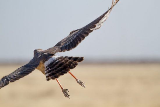 Que voir en Afrique ? De magnifiques aigles dans le Parc d'Etosha en Namibie.