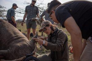 Dehorning a Rhino 