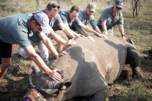 Rhino dehorning in South Africa