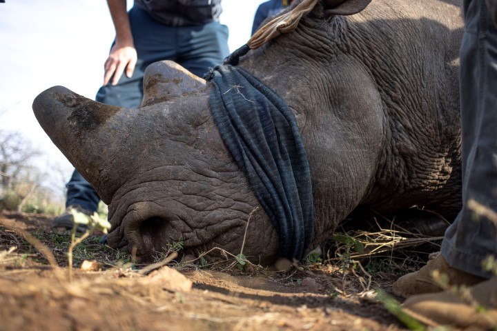 Ein Spitzmaulnashorn mit verbundenen Augen