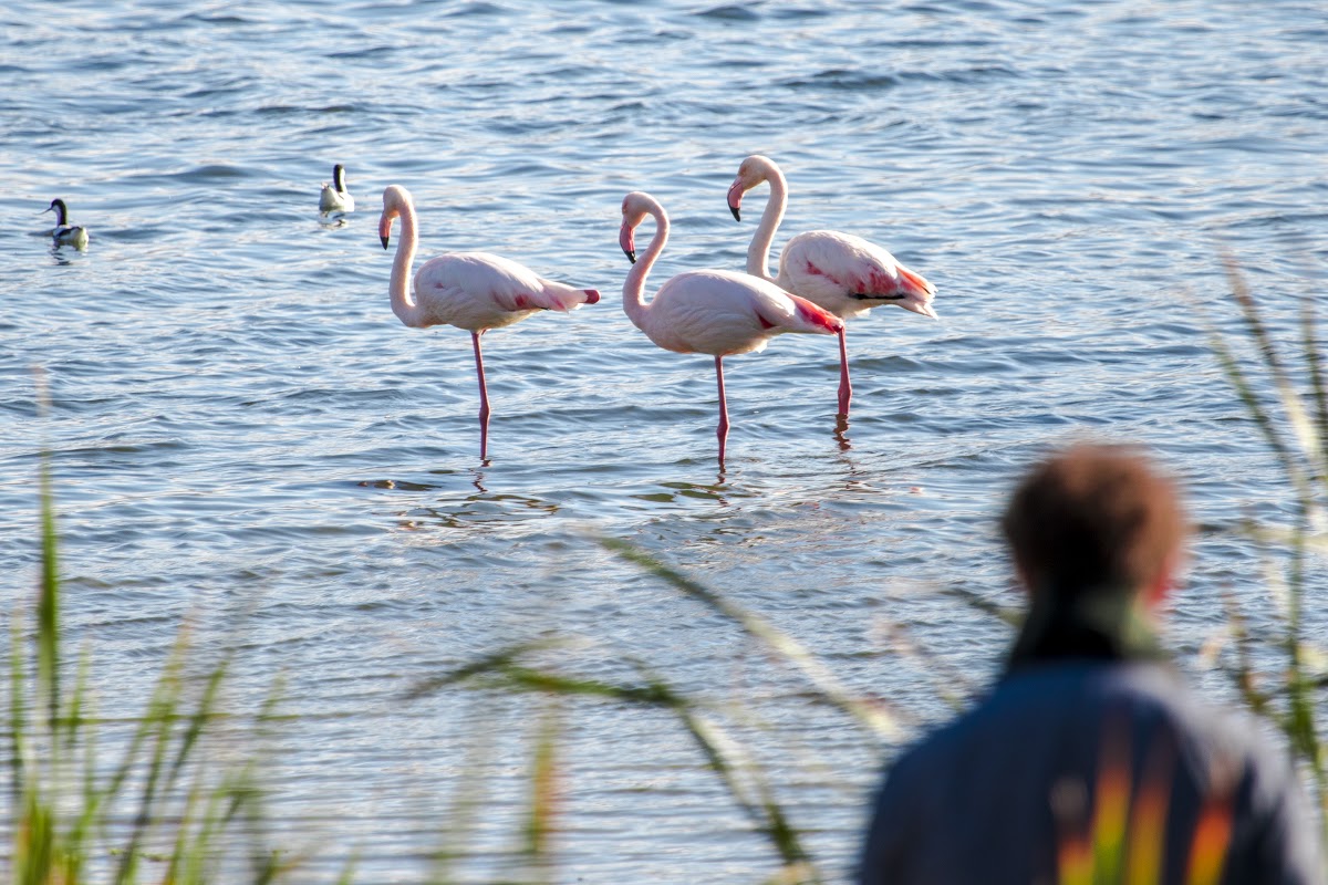 Trois flamants roses dans le lagon de Langebaan.