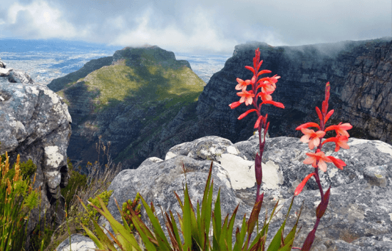 Flores Tritônia no topo da Table Mountain, na Cidade do Cabo