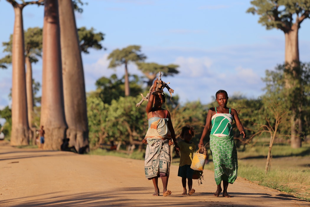 Madagascar se distingue des autres îles de l'océan indien pour ses baobabs.