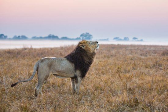 El león, una de las estrellas de cualquier safari. 