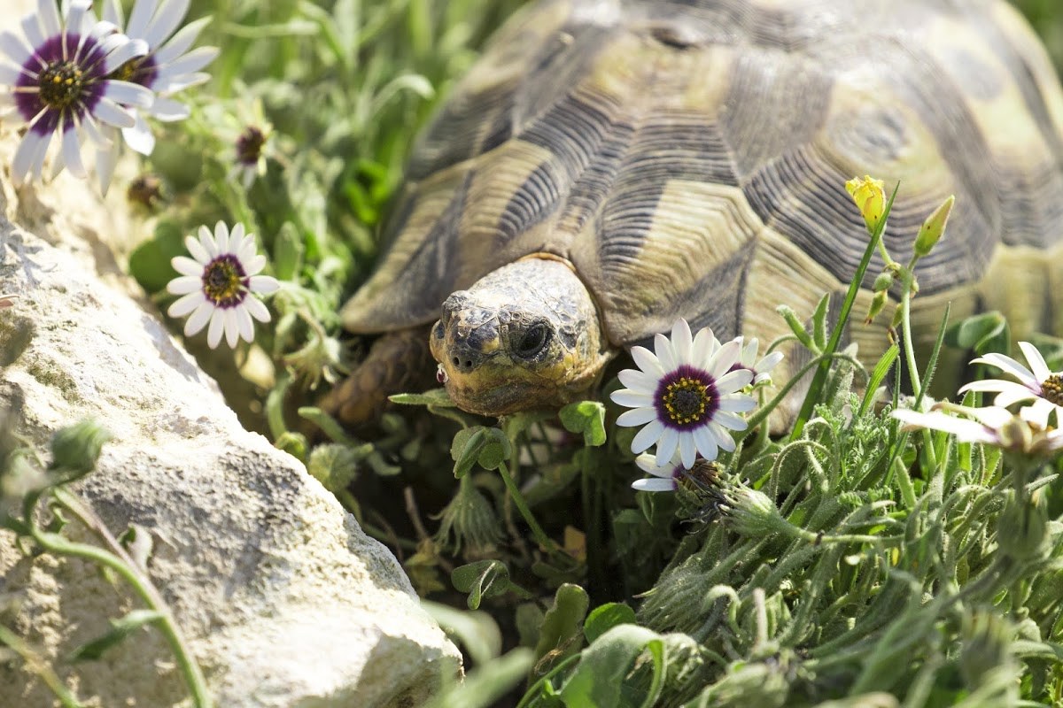 Tortue dans les fleurs du Parc National pendant la saison de floraison.