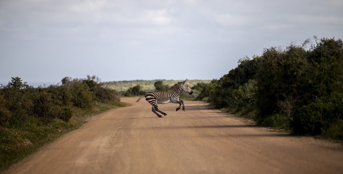 Zèbre traversant la route sableuse du Parc National de la Côte Ouest