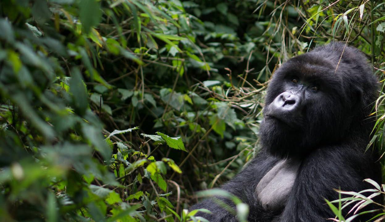 Mountain Gorilla in Rwanda on gorilla trekking expedition