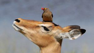 animaux d'afrique du sud