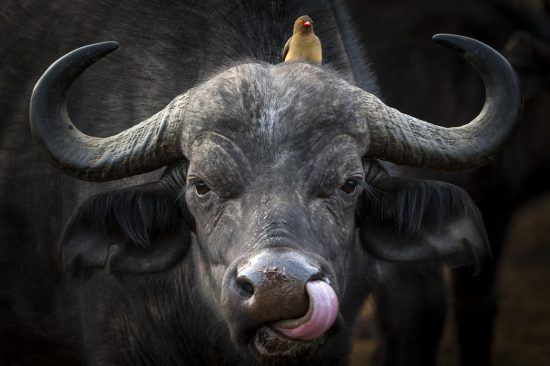 Büffel mit Vogel auf dem mächtigen Geweih