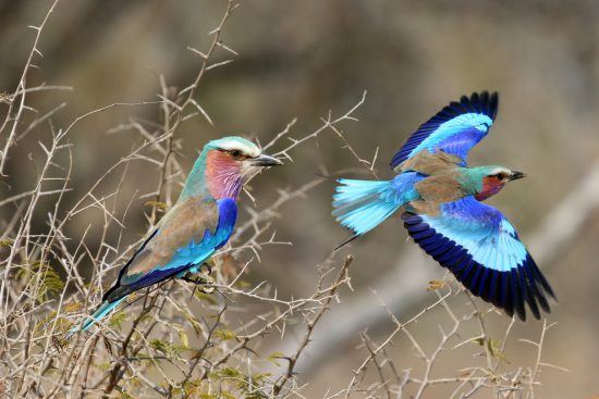 Météo au Parc Kruger | Rolliers à longs brins