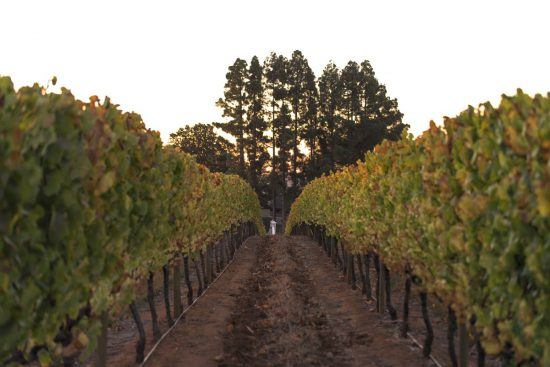 Weinreben einer Farm in Südafrika