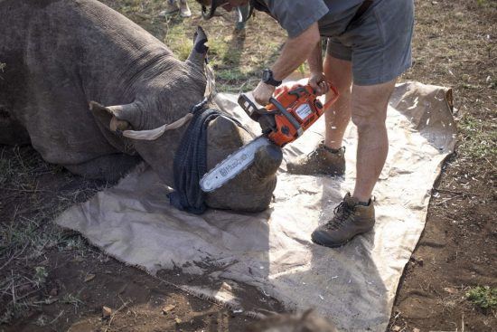 World Rhino Day 2019: Mit Kettensäge zum Schutz der Nashörner