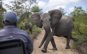 La malaria / paludisme en Afrique n'empêchent pas un safari réussi.