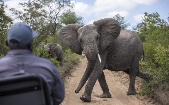 Timbavati | Eléphant traversant un chemin de terre battue