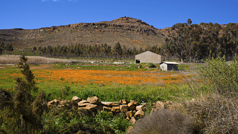 Campo de flores silvestres em Cederberg, África do Sul