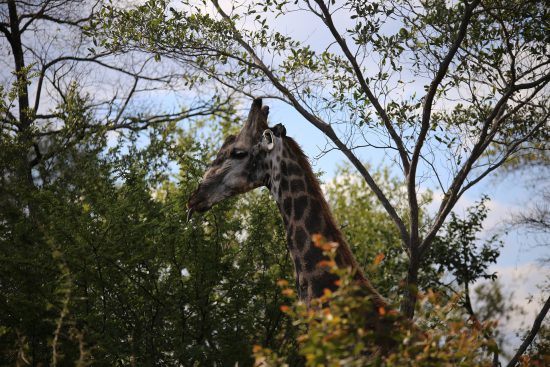 Girafa é fotografada em safári no Parque Nacional Victoria Falls