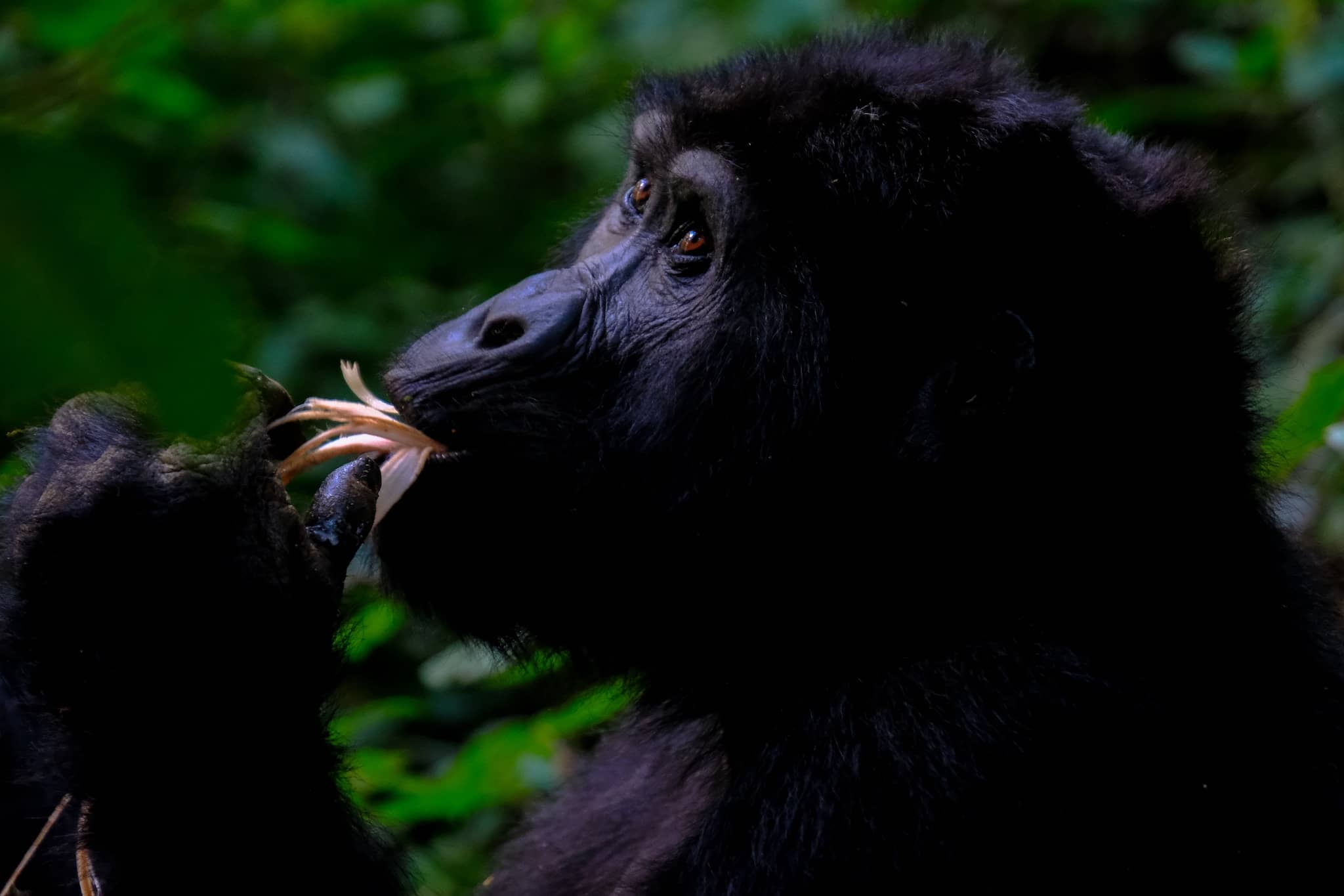 Ein Gorilla in Uganda knabbert an einer Blüte