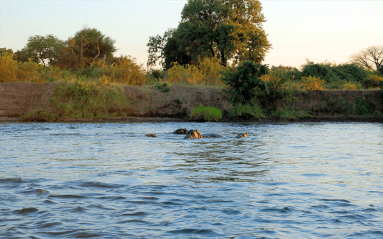 Observe animais como hipopótamos e crocodilos em uma atividade de canoagem no rio Zambeze