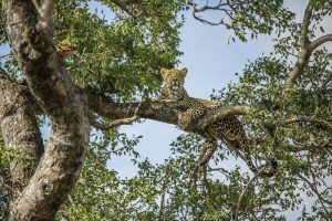 Léopard sur une branche pour l'article du paludisme en Afrique