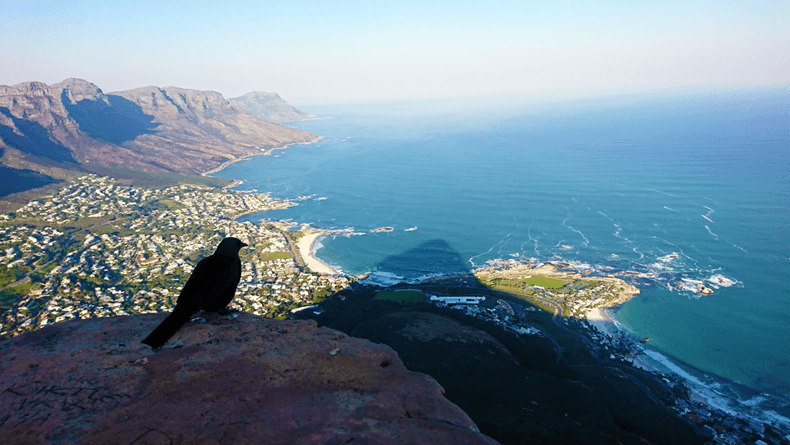 Passarinho observa oceano do topo da Lions' Head, cuja sombra pode ser vista no solo. À esquerda, a cordilheira dos 12 apóstolos