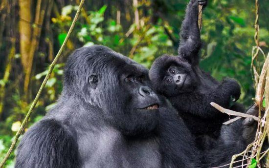 Gorilla lacht Nachwuchs an