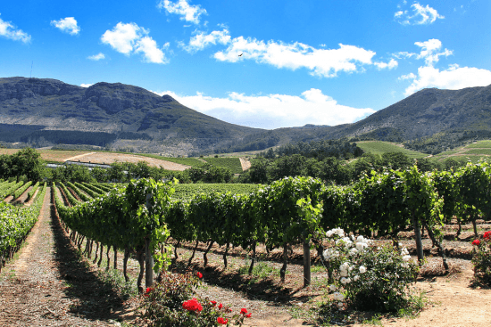 Pasea entre viñedos en Groot Constantia.