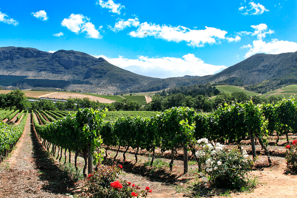 Vins d'Afrique du Sud | Les paysages caractéristiques d'Afrique du Sud jonchés de vignes et de montagnes