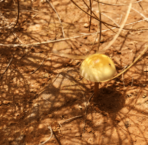 Drakensberg