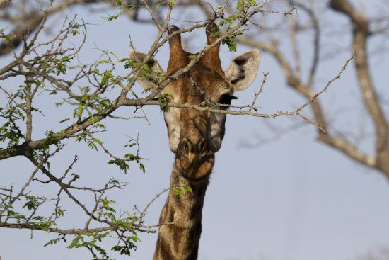 - safari photo au Kruger