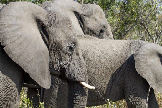 A herd of elephants in the Kruger National Park