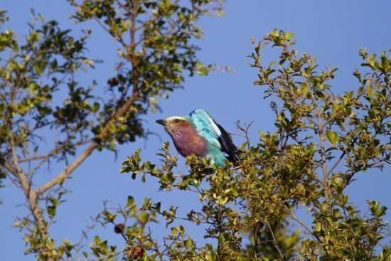 - safari photo au Kruger