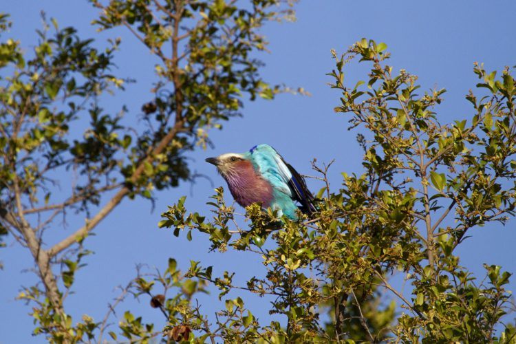 Lilac-breasted roller in Kruger National Park