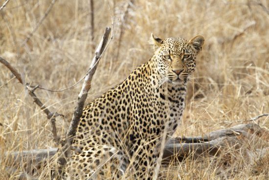 - safari photo au Kruger