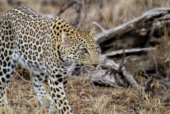 Bei Aktivitäten im Sabi Sand Game Reserve wie Pirschfahrten spüren Sie Leoparden auf