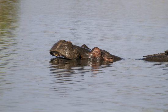 - safari photo au Kruger