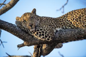 animaux d'afrique : léopard perché dans un arbre