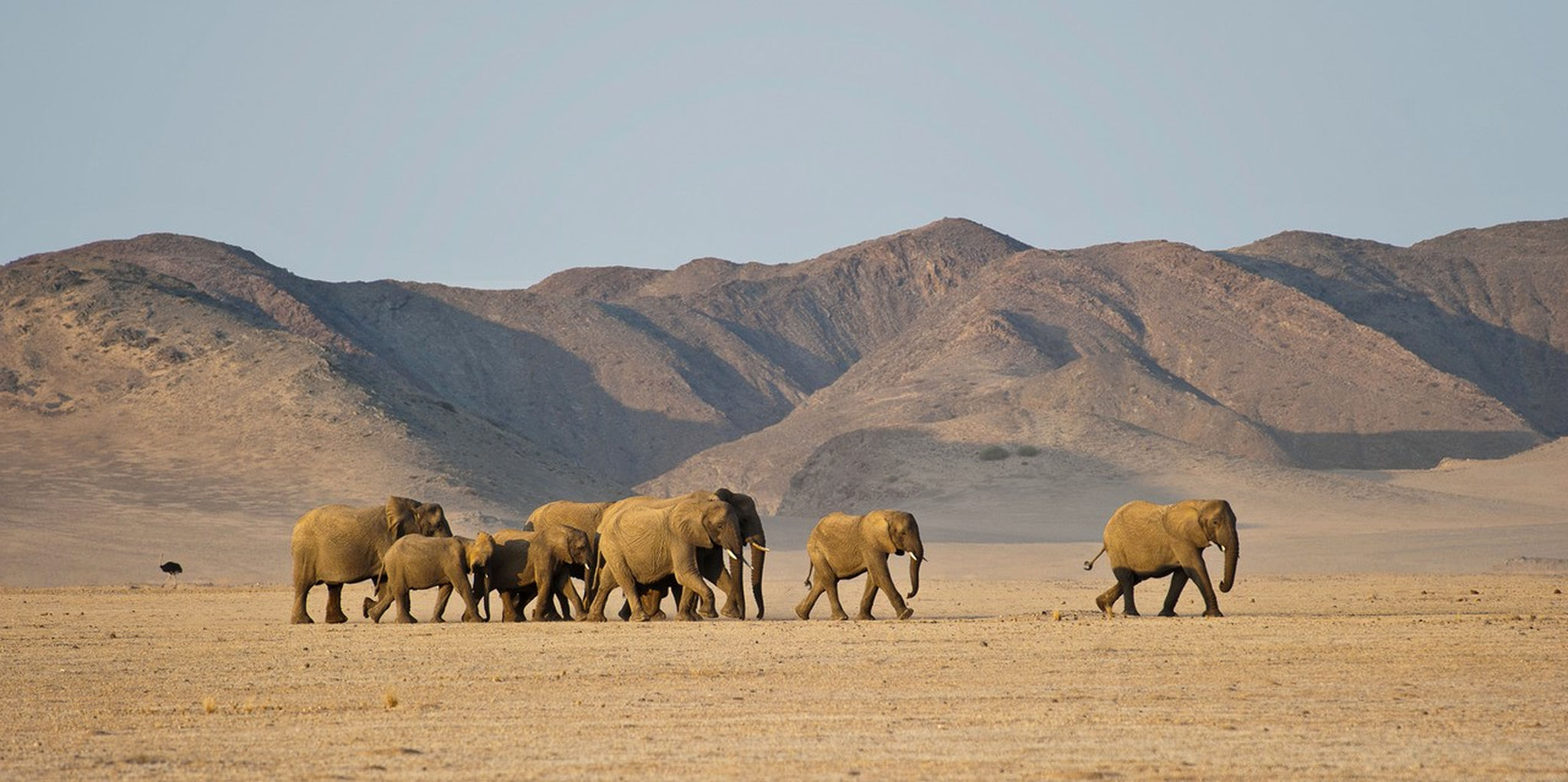 Damaraland is one of the last places on earth where you can see truly wild elephants 