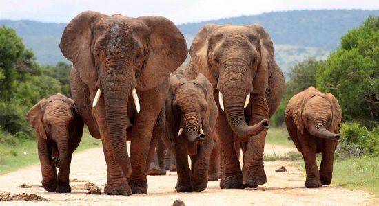 Malariafreie Safari in Südafrika: Eine Elefantenherde marschiert im Addo Elephant Park einen Weg entlang