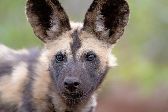 Nahaufnahme eines Afrikansichen Wildhundes