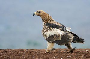 Retratos da Vida Selvagem - Africa's Photographer of the Year