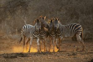 Retratos da Vida Selvagem - Africa's Photographer of the Year