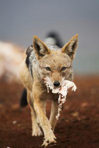 Wildlife Portraits winner