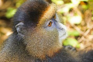 Voyage au Rwanda | Le singe doré