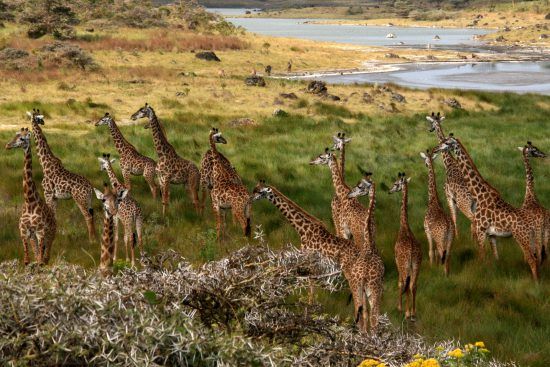 Manada de jirafas en el Parque Nacional de Arusha