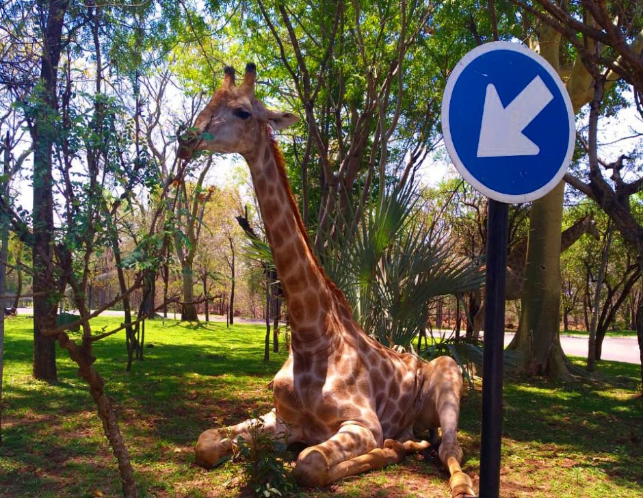 Romantic getaway: Giraffe near Victoria Falls