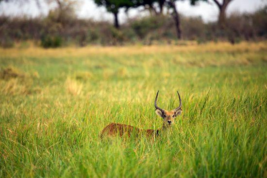 Lechwe é fotografado durante safári no Botsuana