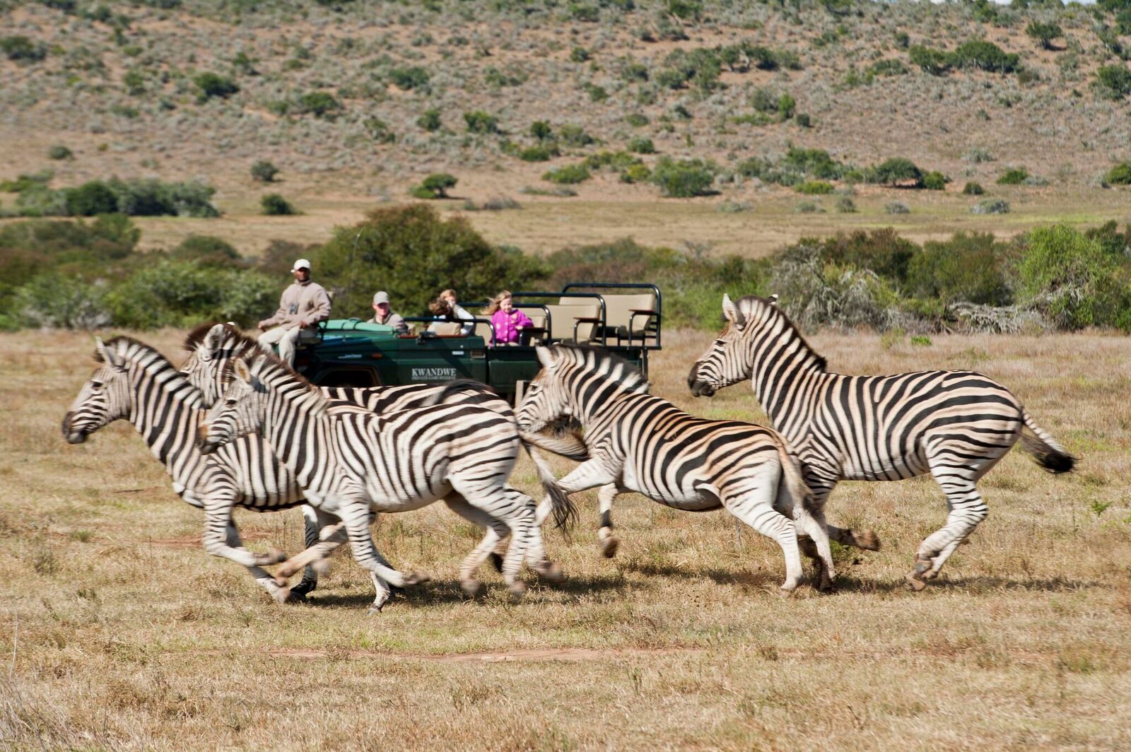 Un safari sur la Garden Route en Afrique du Sud lors d'un road-trip : à Kwandwe, réserve privée où aperçevoir des zèbres, mais aussi des lions, des giraffes et des éléphants.