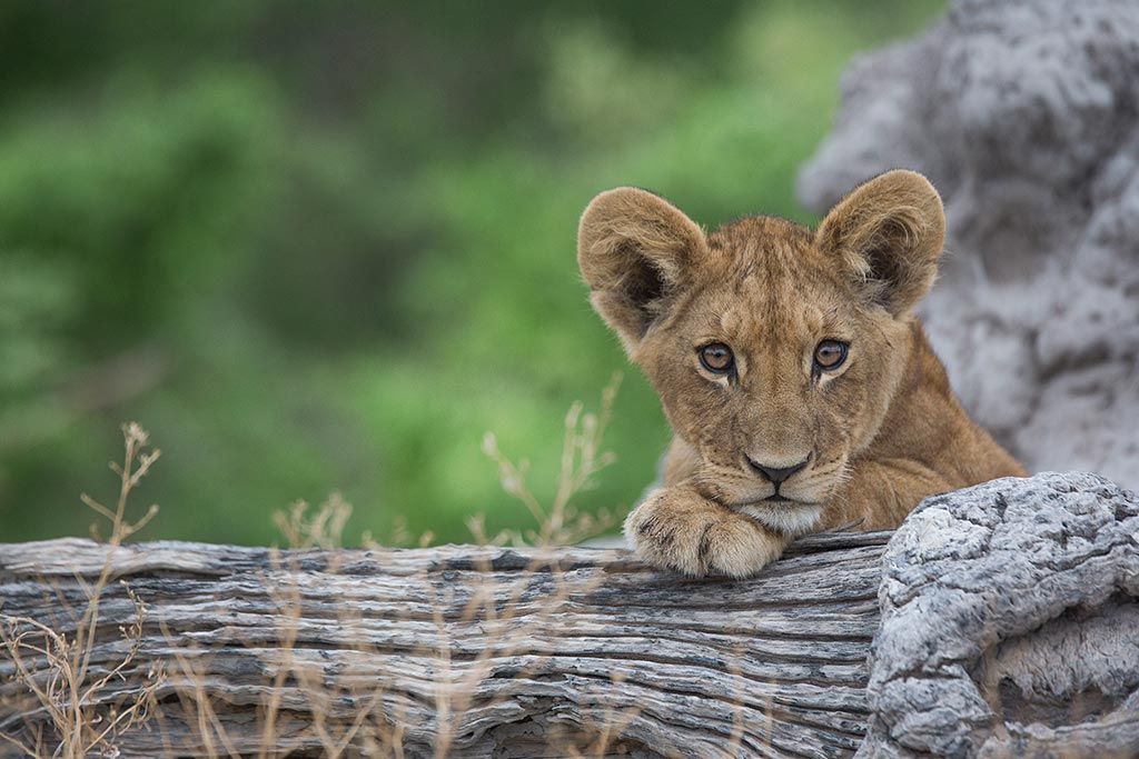 lion cub rests on a tree trunk